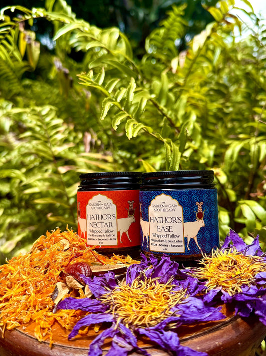 side view of Two jars of Harthor's Nectar and Harthor's Ease tallow balms by Garden to Gaia Apothecary, styled on a wooden tray with dried reishi mushrooms and lotus flowers against a background of green ferns.