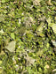 Cleansing Lungs ~ Respiratory, Digestive & Immunity Loose Leaf Tea Blend