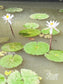 White Water Lily ~ Organic Whole Flower