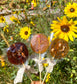 Magick Honey Wands- herbal honey lollipops