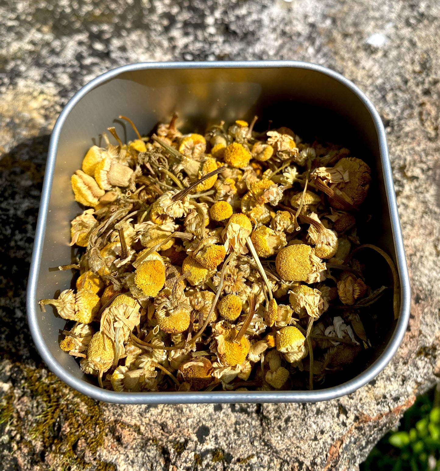 Egyptian Chamomile