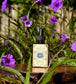 Bottle of Blue Lotus Tincture with a decorative label on a wooden surface surrounded by purple flowers.
