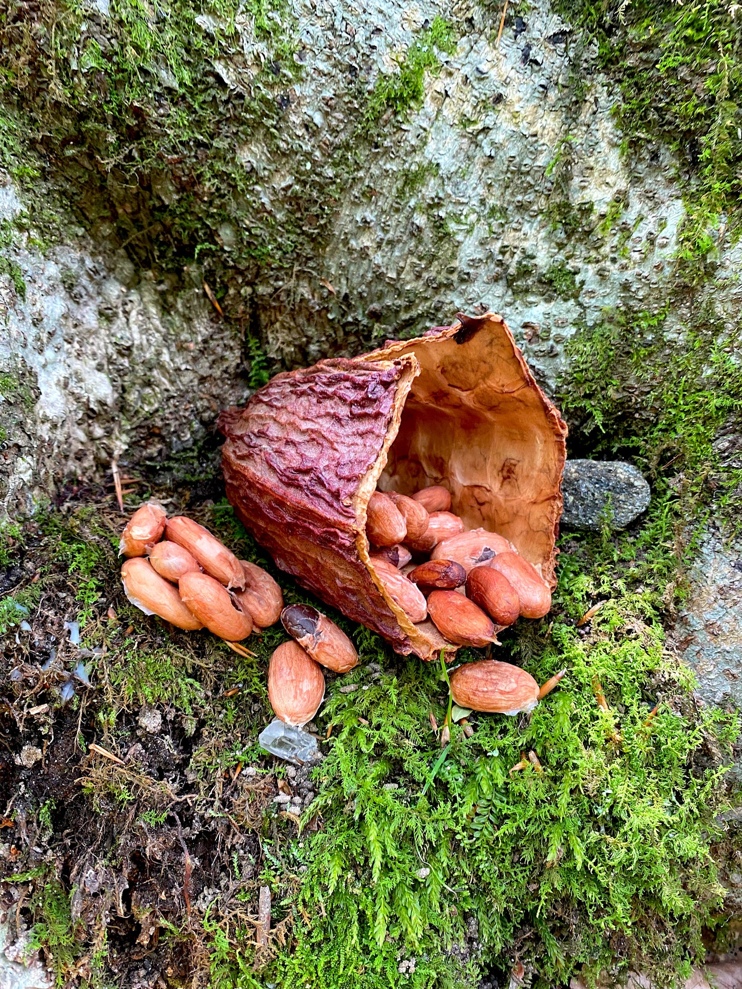 Pure Ceremonial Costa Rican Cacao